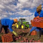 Regolarizzazioni la realtà del lavoro agricolo