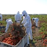 Regolarizzazioni – lavoratori migranti in Puglia. Fonte Quifinanza