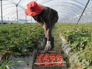 lavoratori agricoli stranieri